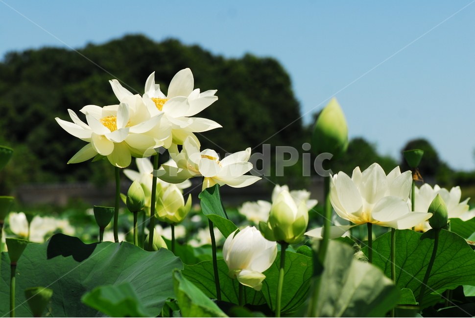 꽃,연꽃,궁남지,불교,여름,식물,자연,plants,nature,꽃,flower