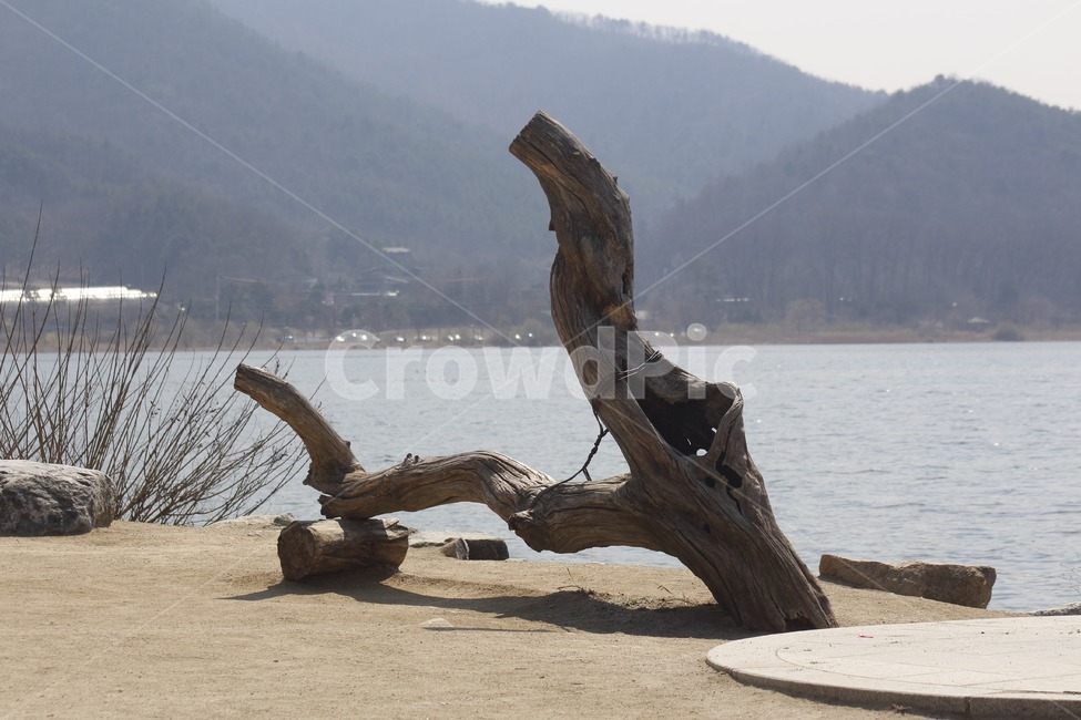 나무,고목,하늘,나무기둥,나무재질,산,강가
