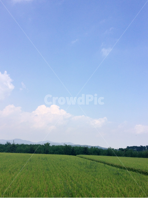 논,농경지,벼,하늘,녹색,자연,풍경,nature,landscape,outdoors,옥외,grassland,목초지,field,들,grass,잔디,plant,식물