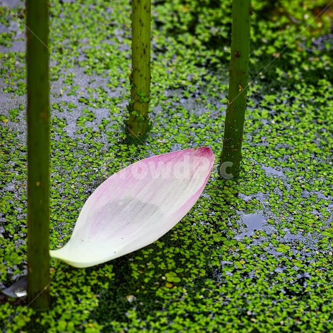 연꽃,예쁜연꽃,홍련백련,연꽃사랑,꽃,식물,자연,plants,nature,꽃,flower