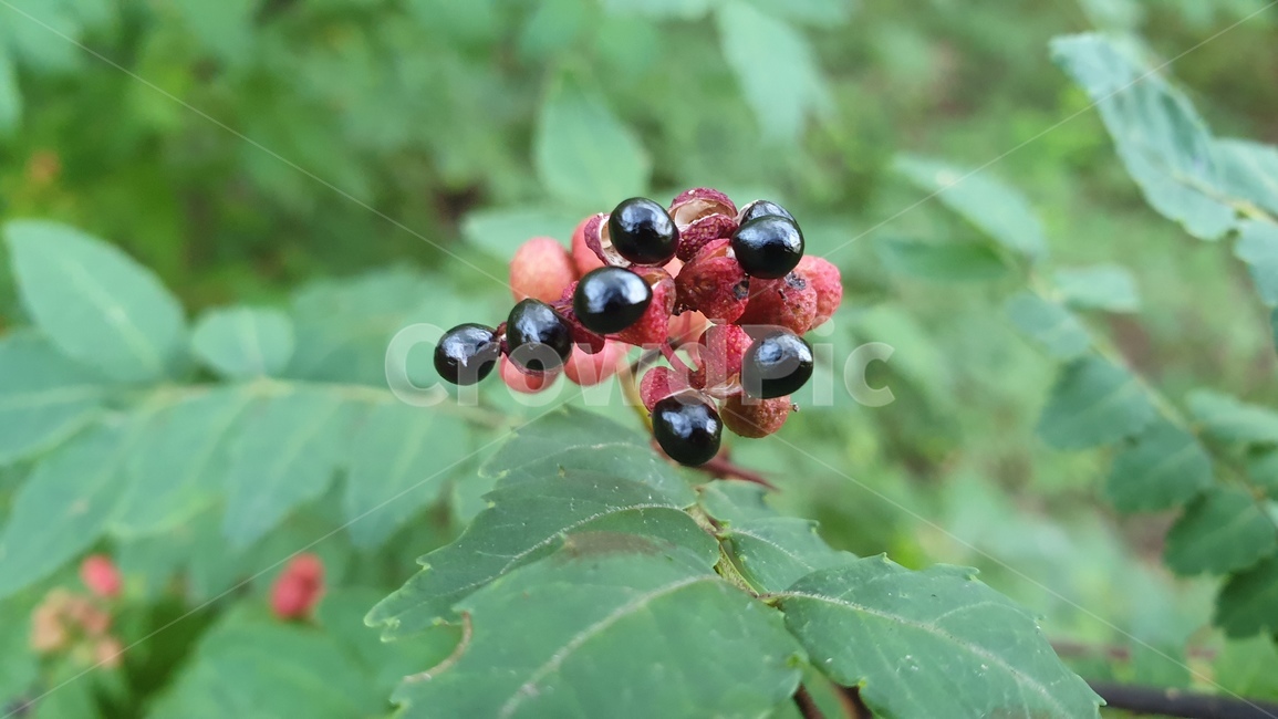 야생열매,재피열매,산초나무,재피나무,향신료