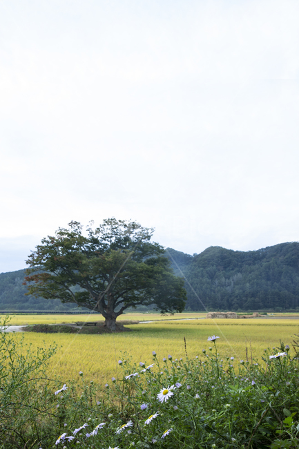 원정리,회룡포,가을들녘,원정리느티나무,구절초,자연,풍경,nature,landscape,field,들,grassland,목초지,outdoors,옥외,tree,나무,plant,식물