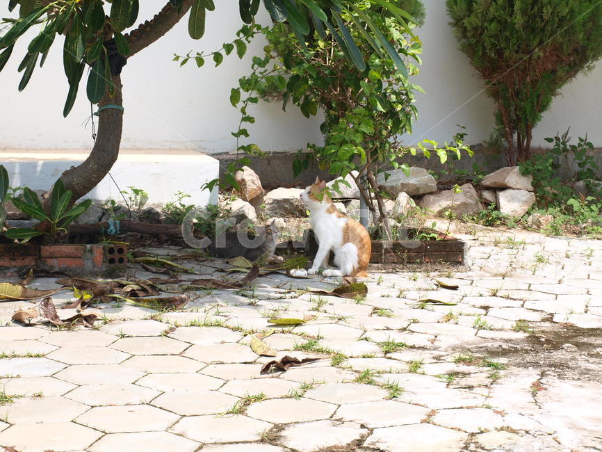 고양이,동물,마당고양이,마당산책,고양이커플