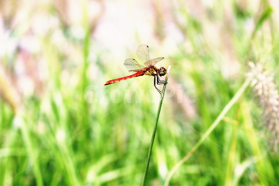 잠자리,가을,곤충,벌레,동물,하늘,꽃,배경,dragonflies,fall,insects,bugs,animals,thesky,flowers,background,계절,sensibility,season,감성,emotional,곤충,벌레,insect,bug