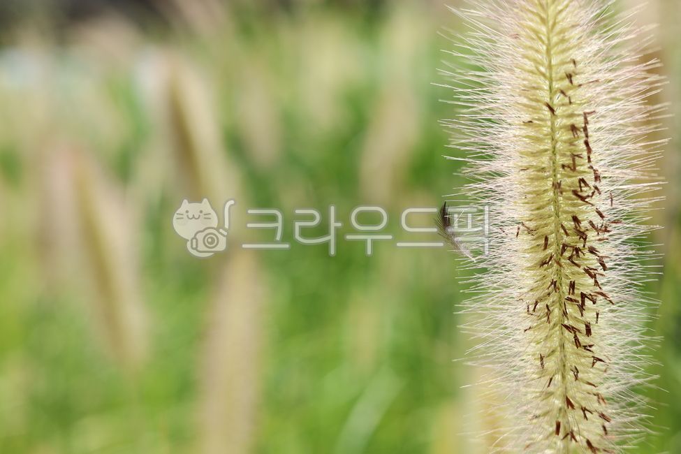자연, 깃털, 풀밭, 강아지풀, 초록, 사진,이미지,일러스트,캘리그라피 - autumsky작가
