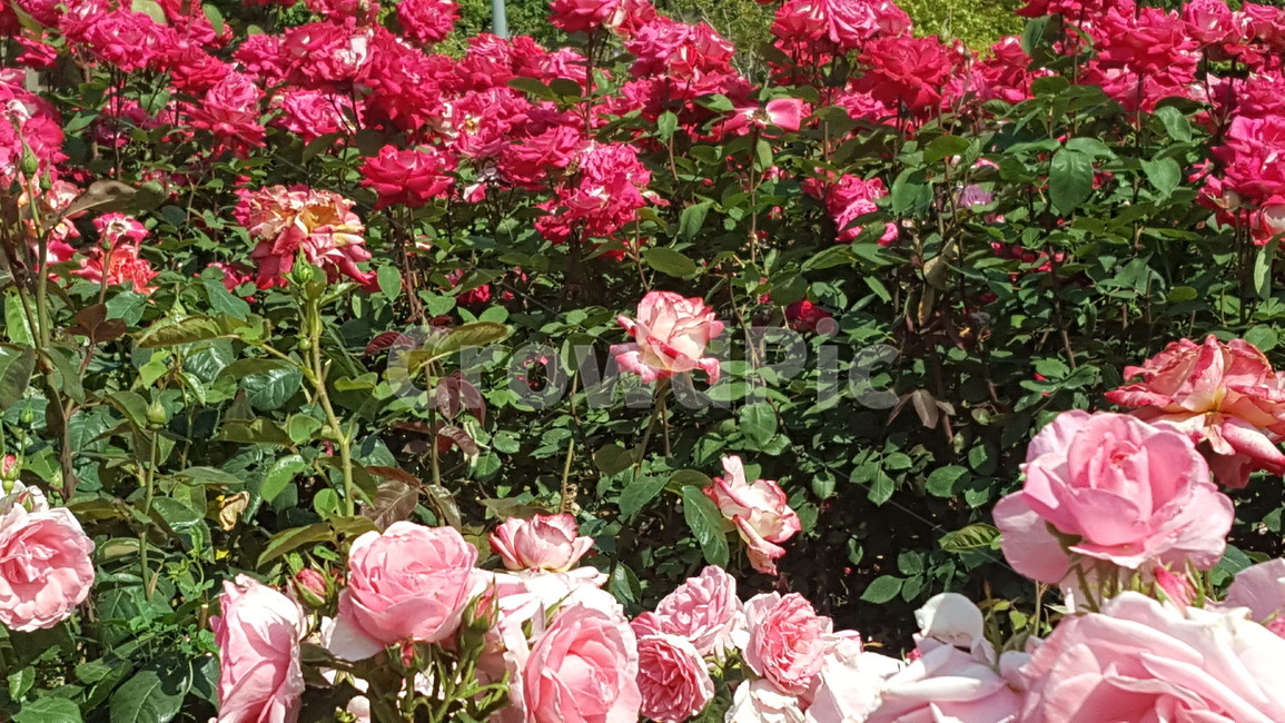 자연,환경,장미,꽃,화명동장미공원,장미공원,flower,rose,tree,나무,자연환경