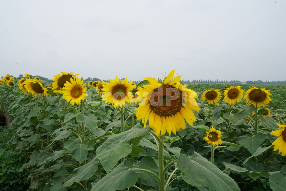해바라기,국화과,식물,해바라기꽃,두상화,규화,항일화,sunflower,식물,자연,plants,nature,꽃,flower