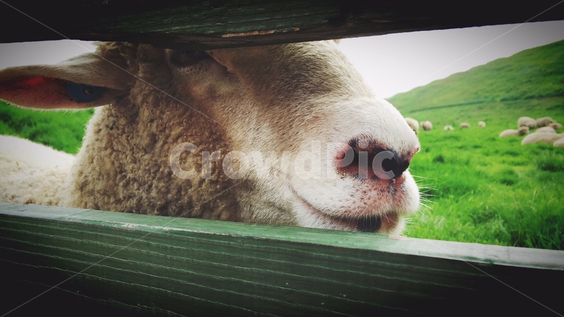 양,양떼목장,양떼,동물,sheep,lamb,ram,동물,animal,포유류,mammal,산업,industry,industrial,목축업,목장,livestock farming,ranching,pasture