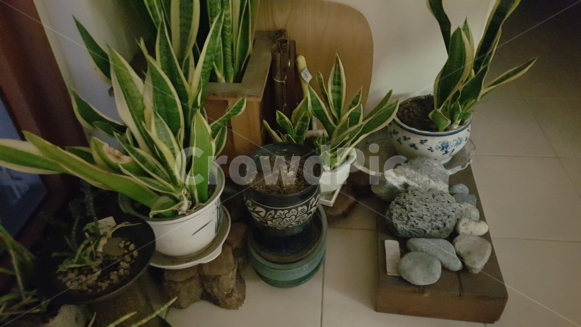 plant,식물,aloe,노회,베란다