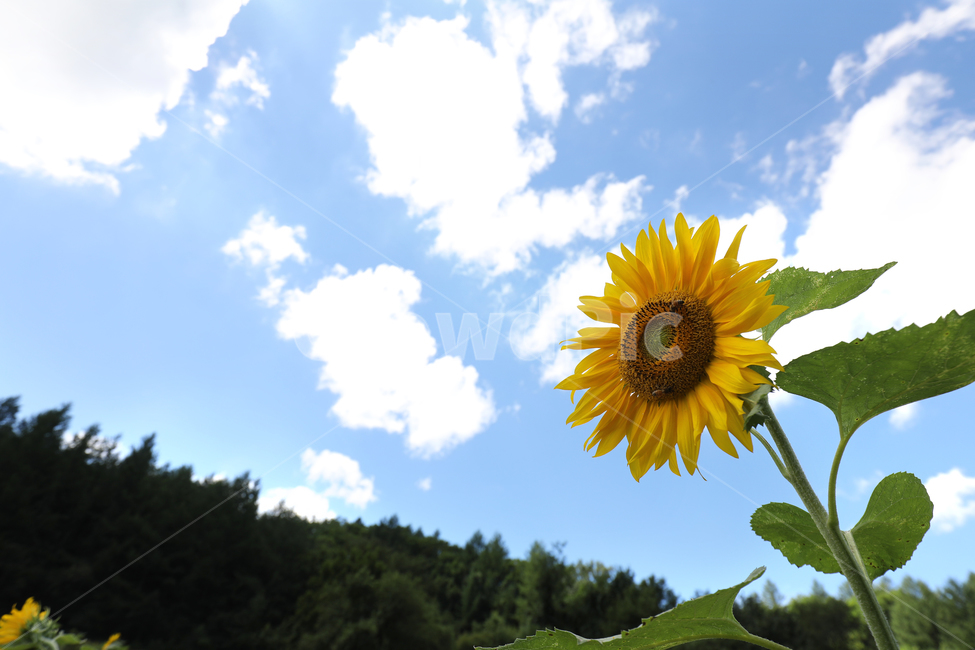해바라기,하늘,구름,꽃,꽃밭,여름풍경,여름,풍경,자연,여름,계절,summer,season,가을,fall,autumn,식물,자연,plants,nature,꽃,flower,plant