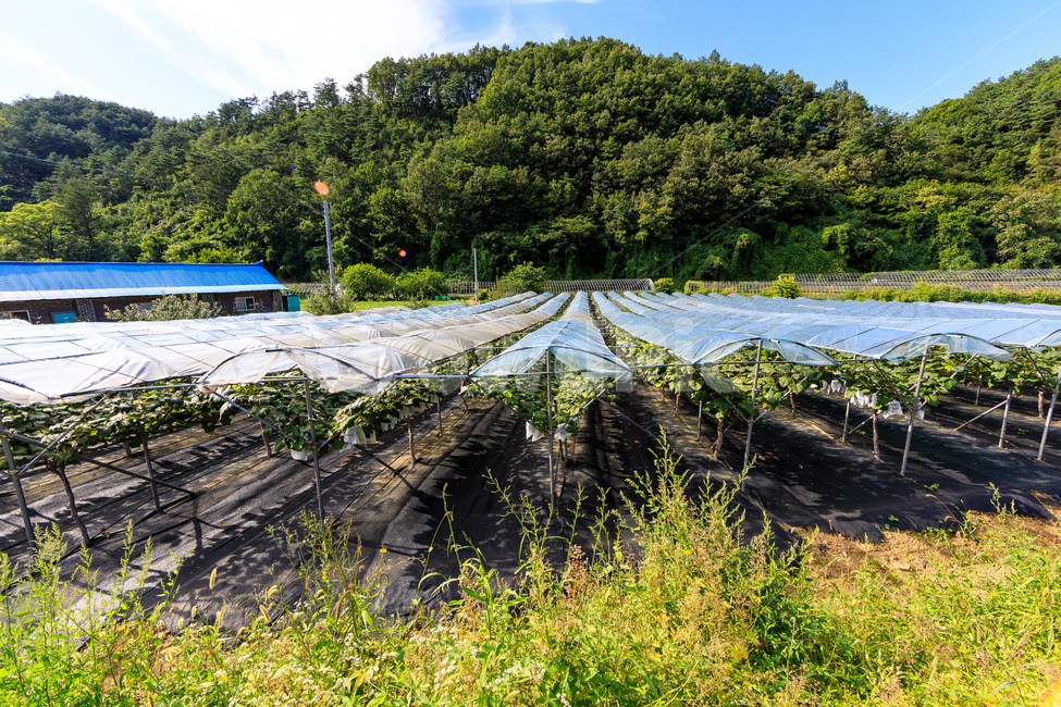 포도,수확,가을,포도나무,과일,포도원,익은,열매,농촌,시골,마을,풍경,landscape,country,rural,town,산업,industry,industrial,농업,농사,agriculture,farming,farming industry