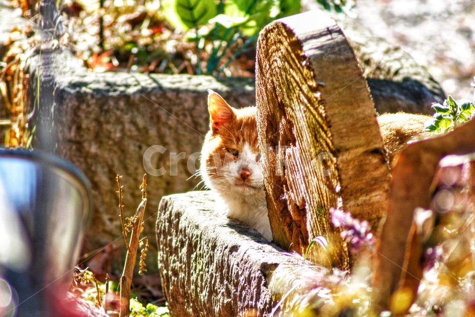 pet,cat,animal,동물,고양이,포유류,동물,animal,포유류,mammal,고양이,cat,kitten,kitty