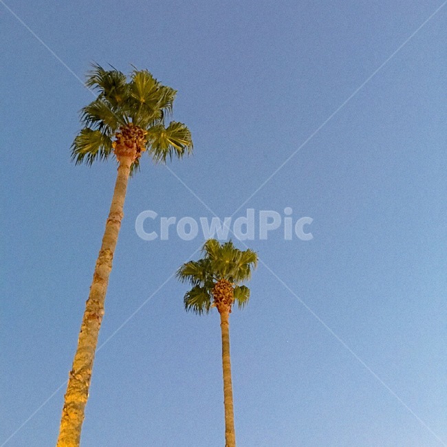 tree,나무,야자수,식물,plant,밤하늘,제주도,여름