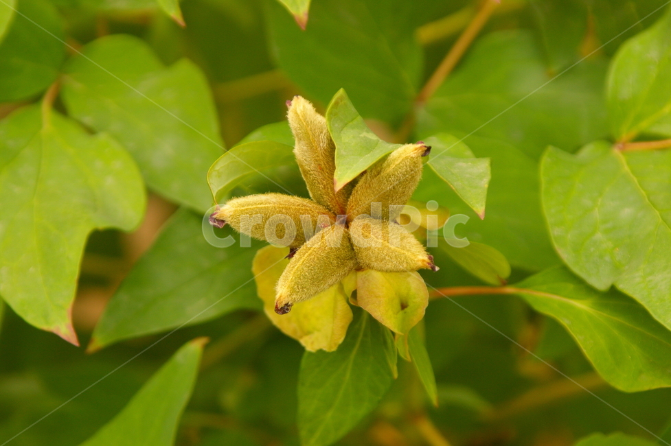 plant,식물,leaf,잎,열매