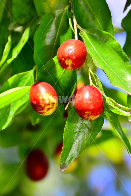 대추,대추나무,건강식품,대추차,jujube,달콤한,맛,과일,가을열매,가을이미지,나무열매,fruit,food,asian,동양적,한국적,한약재료,잘익은,주렁주렁,풍년,식물,자연,plants,nature,음식,식재료,요리,food,cook,meal,dishes,food reserves,과일,열매,fruit