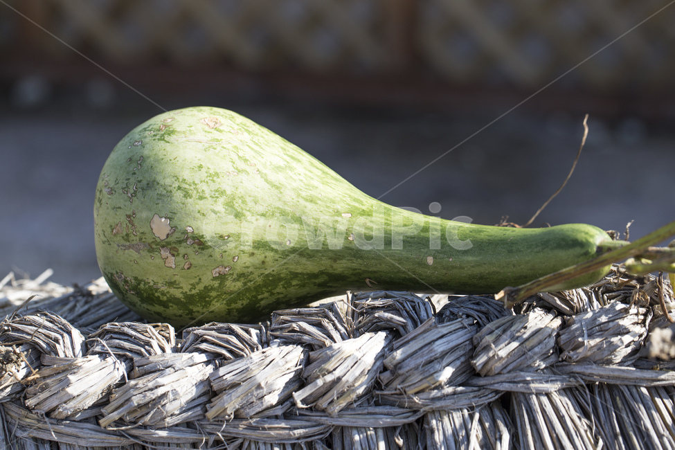 박,조롱박,지붕,지푸라기,짚,바가지,시골,덩굴식물,식물,과실,과일,열매,fruit