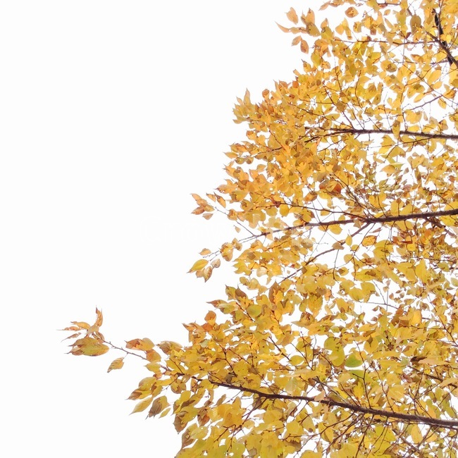 가을,단풍,sky,fall,autumn