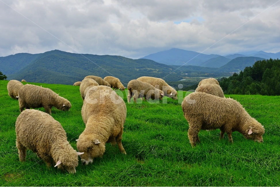 강원도,평창,대관령,양떼목장,field,들,outdoors,옥외,grassland,animal,동물,sheep,양,mammal,포유류,nature,자연,rural,농촌,farm,pasture,목장,ranch,농장,grazing,방목,meadow,목초지,경치,경관,풍경,동물,animal,포유류,mammal,목축업,목장,livestock farming,ranching,pasture