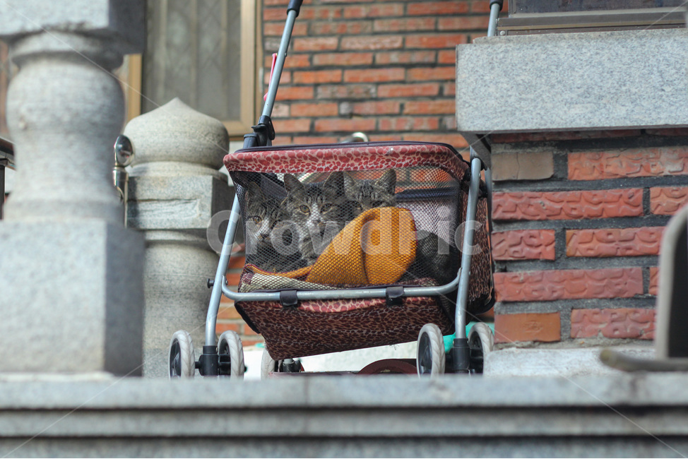 고양이,길고양이,cat,길냥이,동물,주택,alleycat,straycat,동물,animal,포유류,mammal,고양이,cat,kitten,kitty