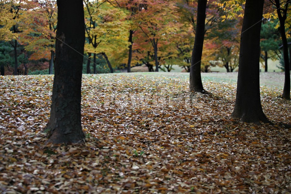 서울단풍명소,송파구단풍명소,가을,단풍,올림픽공원,가을,계절,fall,autumn,season,tree,나무,tree trunk,나무 줄기,plant,식물,ground,바닥
