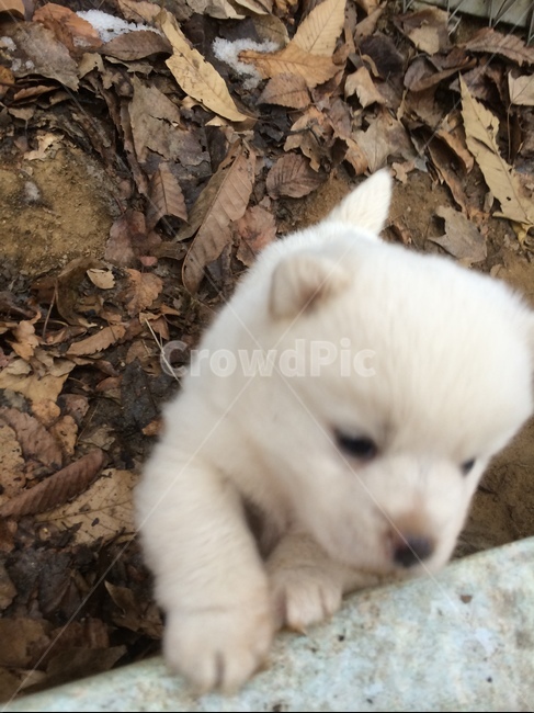 강아지,개,dog,새끼강아지,cute,동물,animal,포유류,mammal,개,강아지,dog,doggy