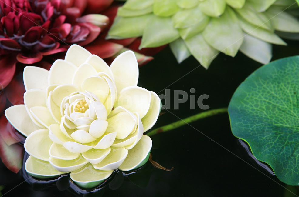 연꽃,꽃,흰색꽃,lotus,flower,자연,식물,흰색,만개,연잎,배경,감성,lotusflower,buddhism