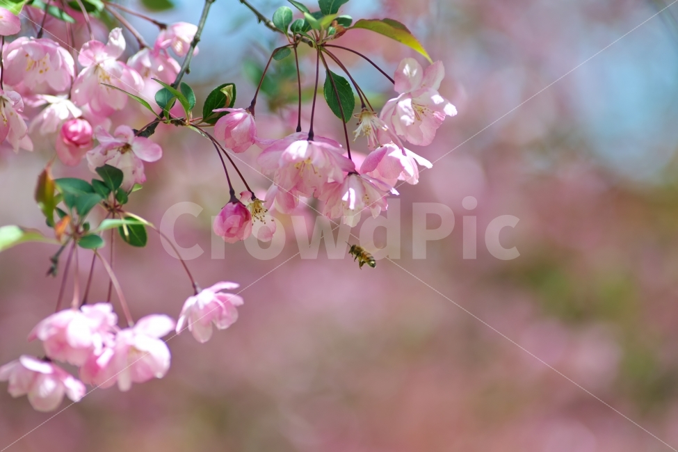 꽃사과,분홍,꽃,나무가지,정원,가든,식물,핑크,화훼,Background,Flower,꽃잎,야외,녹색,자연,야생화,사과,과일,꿀벌,바탕,배경,배경이미지,아름다운,봄,계절,spring,season,식물,자연,plants,nature,꽃,flower,동물,animal,곤충,벌레,insect,bug,plant