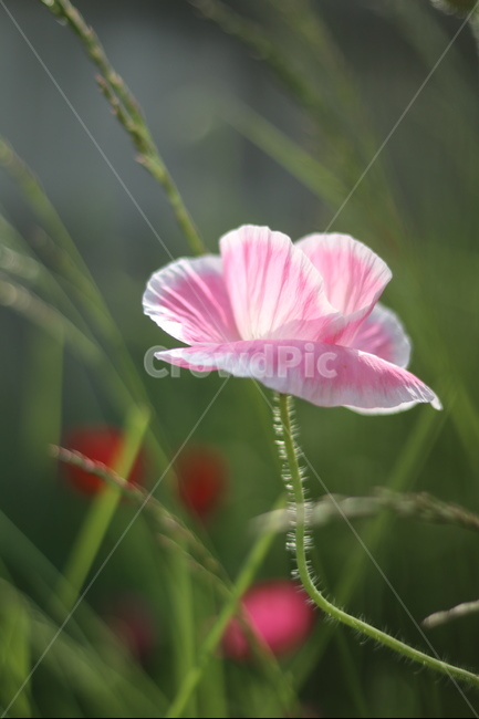 양귀비,빛,화려함,강렬함,고귀함,식물,자연,plants,nature,꽃,flower