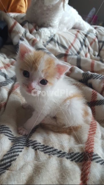 고양이,애기,귀여운,배경화면,동물