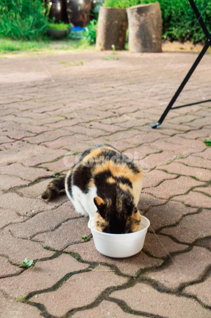 고양이,캣,냥냥이,길고양이,삼색이,치즈냥,냥,cat,동물,동물,animal,포유류,mammal,고양이,cat,kitten,kitty
