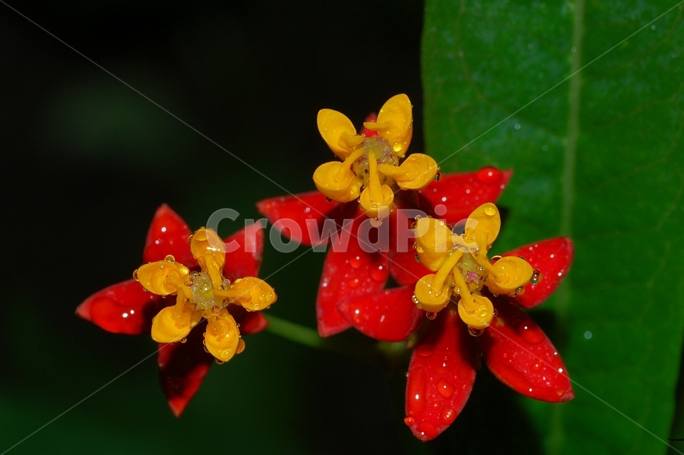 자연,꽃,화려함,예쁜,Nature,Flower,Beautiful,Colorful,빨강,노랑,식물,자연,plants,nature,꽃,flower