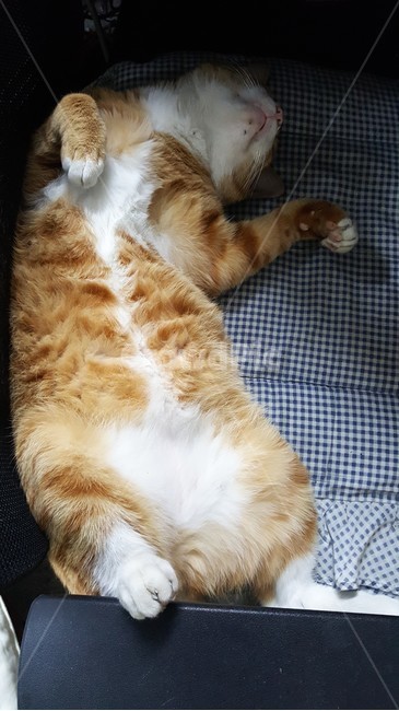 고양이,치즈냥,길고양이,노랑이,길냥이,그루밍,고양이잠,잠자는고양이