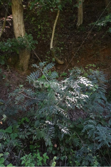 산,나무,식물,햇빛,초록,mountain,yama,tree,ki,plants,shokubutsu,sunlight,hizashi,green,midori,식물,자연,plants,nature