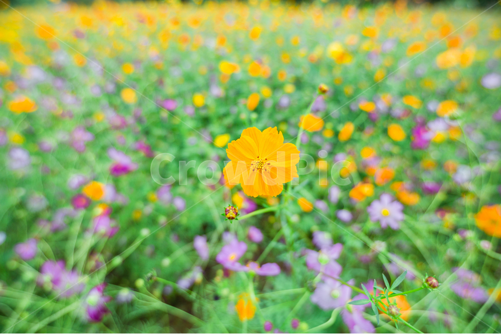 노란색,노란꽃,코스모스,꽃밭,가을,황하코스모스,korea,cosmos,flower,식물,자연,plants,nature,꽃,flower