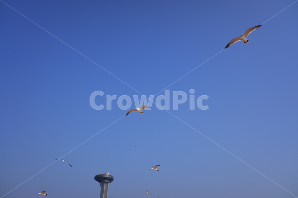 갈매기,바닷가,바다,새,파란하늘,하늘,자연,풍경,동물,animal,조류,새,birds