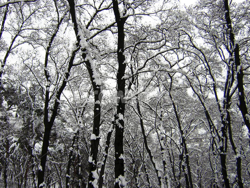 눈,겨울,나무,겨울나무,숲,자연,감성,배경이미지,백그라운드,식물,풍경,snow,winter,tree,nature,sensitivity,backgroundimage,plant,landscape,겨울,계절,winter,season,자연,풍경,nature,landscape,outdoors,옥외,vegetation,초목,woodland,삼림지,forest,land,땅
