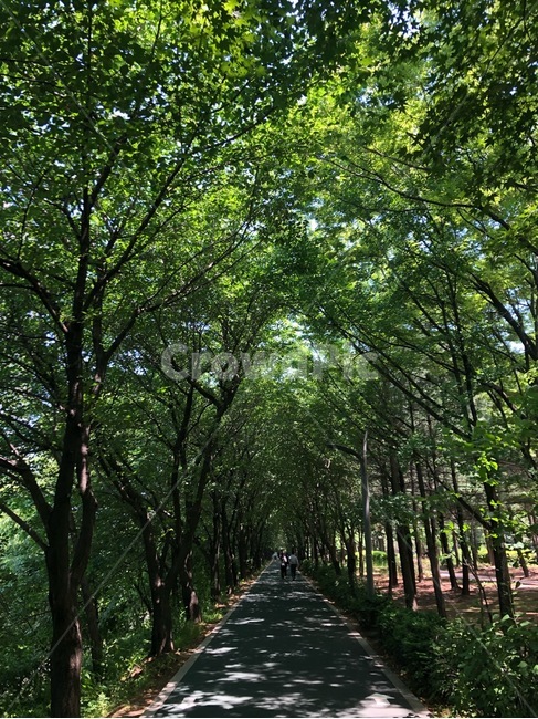 나무,숲,산책,거리,산책로