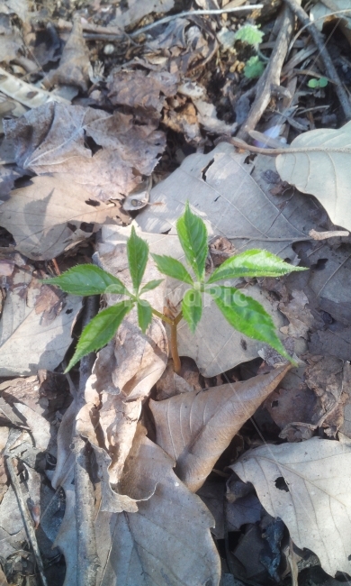 산삼,싹,삼,심마니,식물,자연,식물,자연,plants,nature