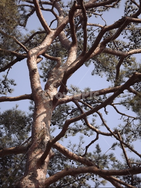 의림지,소나무,나무,유원지,숲,자연,식물,자연,plants,nature,나무,trees,wood