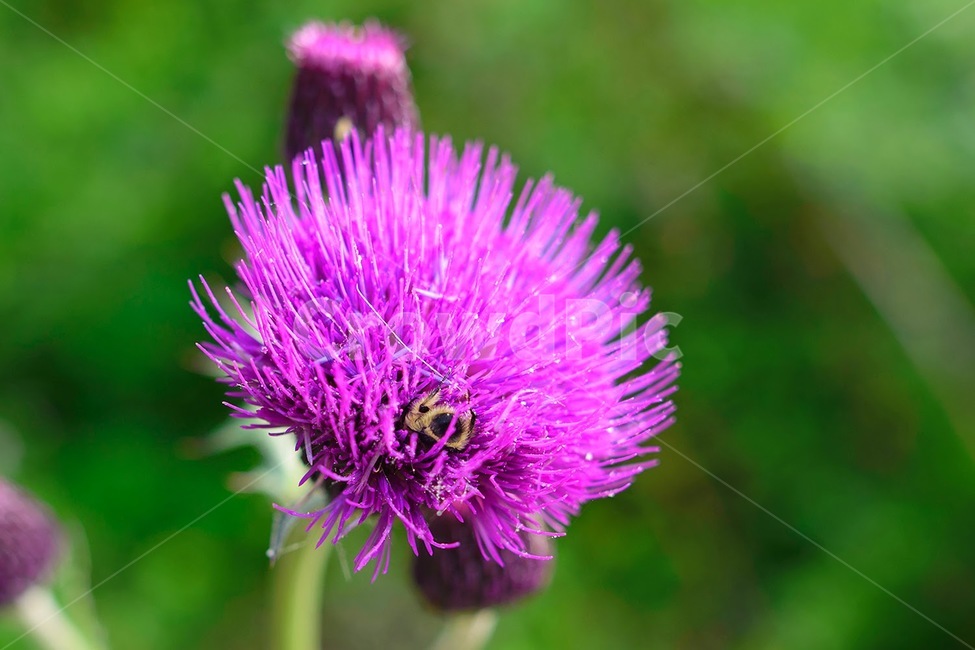 꽃,들꽃,자주색,식물,벌,식물,자연,plants,nature,꽃,flower