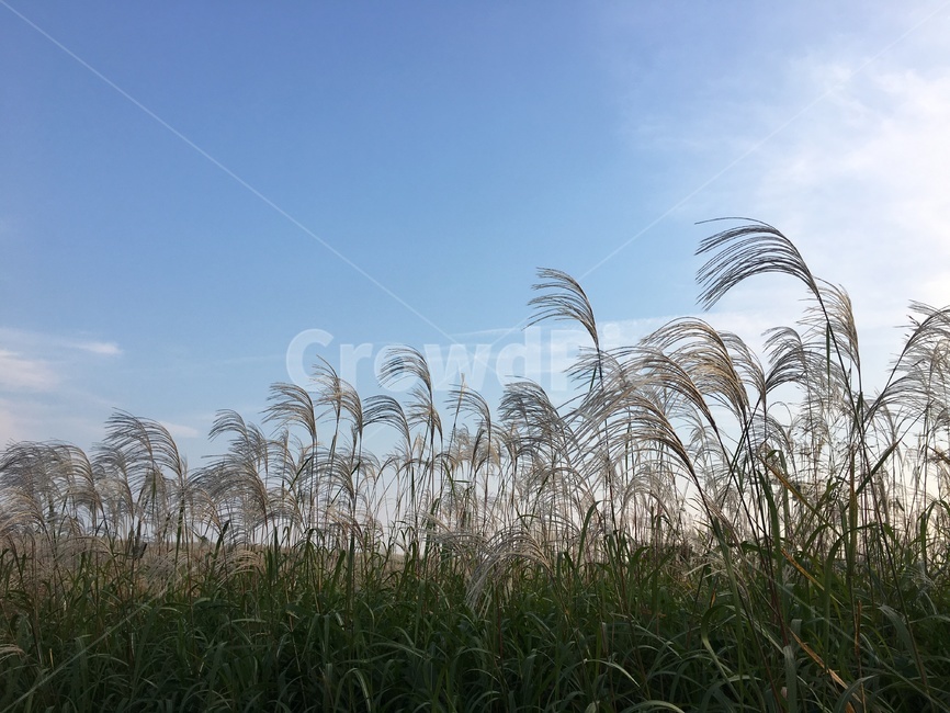 억새,가을풍경,푸른하늘,억새풀,예쁜풍경,자연,풍경,nature,landscape,grass,잔디,plant,식물,lawn,reed,갈대