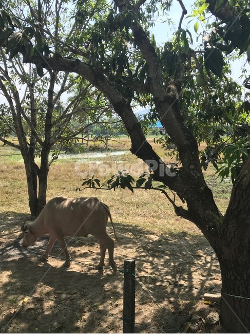 소,나무,초원,풍경,cow,tree,hill,grass,landscape,동물,animal,포유류,mammal