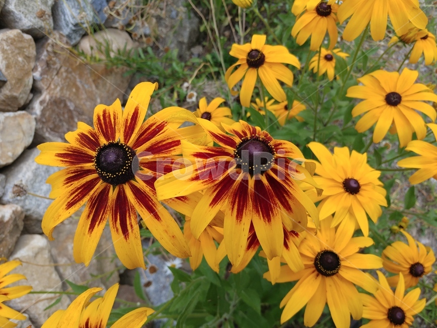 루드베키아,쌍떡잎식물,초롱꽃목,국화과,식물,coneflower,숙근성초화