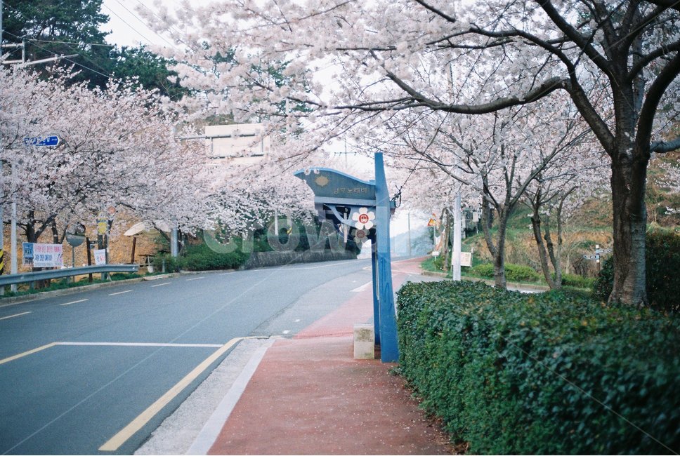 plant,식물,진해,버스정류장,벚꽃,꽃,필름카메라,필름,필카,cherryblossom,jinhae,flower,busstation,도로,film,봄,계절,spring,season