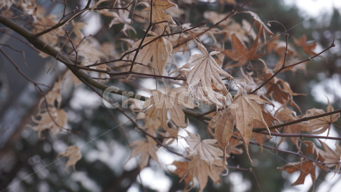자연,풍경,나뭇잎,낙엽,겨울낙엽,겨울식물,잎,식물,나무,tree,leaf,plant,나뭇가지