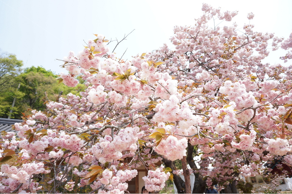 겹벚꽃,개심사,핑크,꽃,봄,풍경,봄,계절,spring,season,식물,자연,plants,nature,꽃,flower,plant,blossom