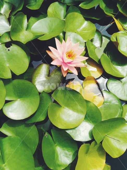 연꽃,꽃,flower,lotus,연못,식물,자연,plants,nature,꽃,flower