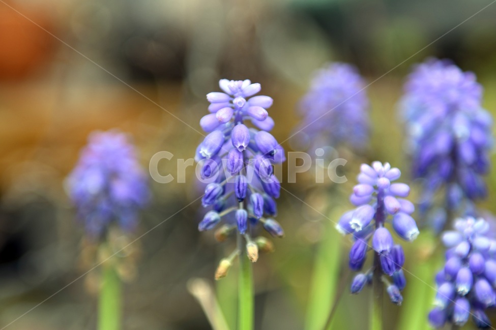 식물,꽃,감성사진,자연,flower,꽃사진,봄,봄꽃,계절,감성,4월,spring,힐링,자연풍경,풍경,봄,계절,spring,season,식물,자연,plants,nature,꽃,flower,plant,blossom