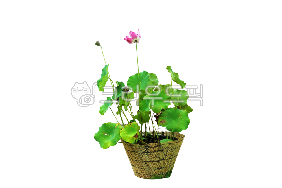 연꽃,분홍색,꽃,화분,png,배경,투명배경,누끼,연잎,우아함,아름다움,꽃송이,꽃잎,불교,여름꽃,디자인,디자인소스,자연,백그라운드,lotus,pink,flower,pottedplant,transparentbackground,isolated,lotusleaf,elegance,beauty,blossom,petal,buddhism,summerflower,design,designsource,nature,background