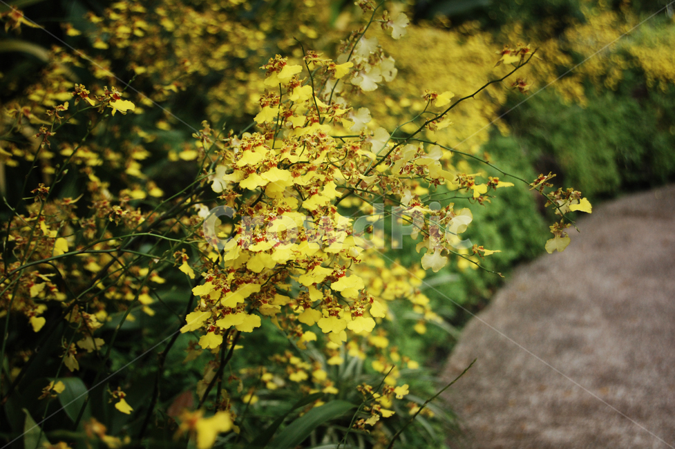 plant,tree,flower,개나리,orchid,summer,나무,leaf,잎,식물,식물,자연,plants,nature,꽃,flower